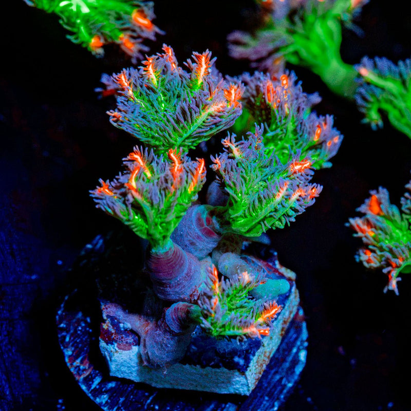 ARC Firework Clove Polyps with colony growth in reef aquarium
