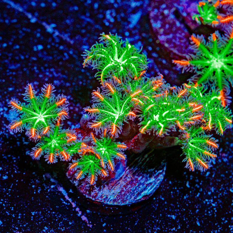 ARC FireWorks Clove Polyps Coral with colony growth in reef aquarium