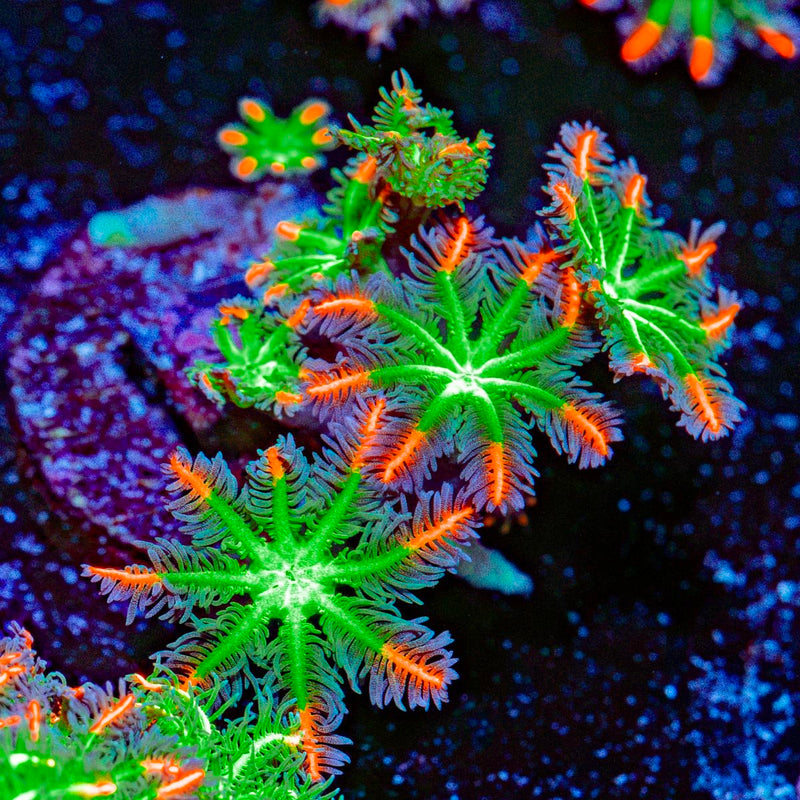 ARC FireWorks Clove Polyps Coral with colony growth in reef aquarium