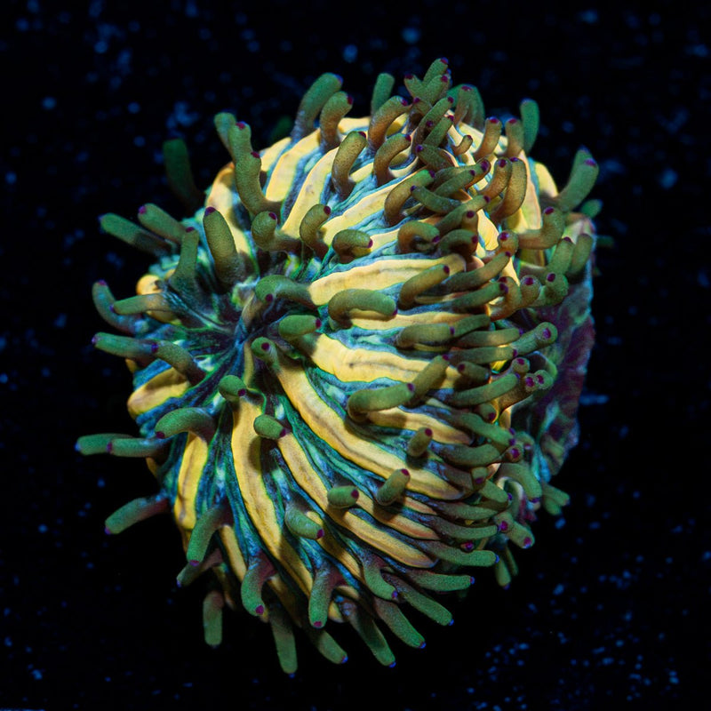 Baby Plate Coral colony growth in reef aquarium