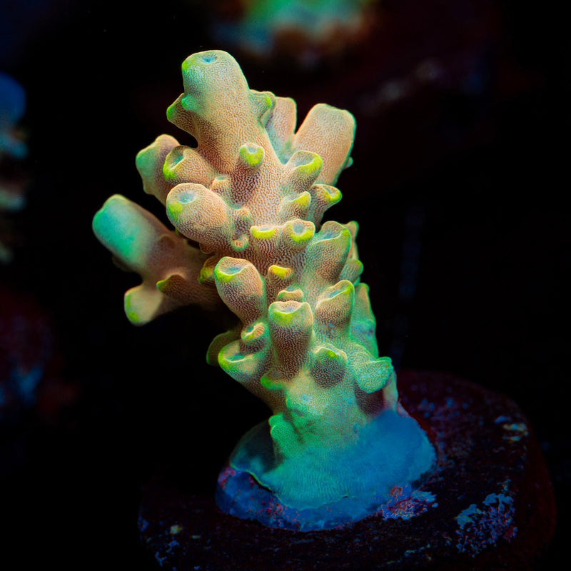 Bali Shortcake Acropora Coral with branching growth in reef aquarium