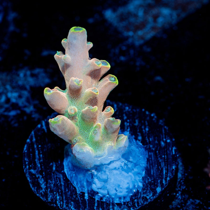 Bali Shortcake Acropora Coral with branching growth in reef aquarium