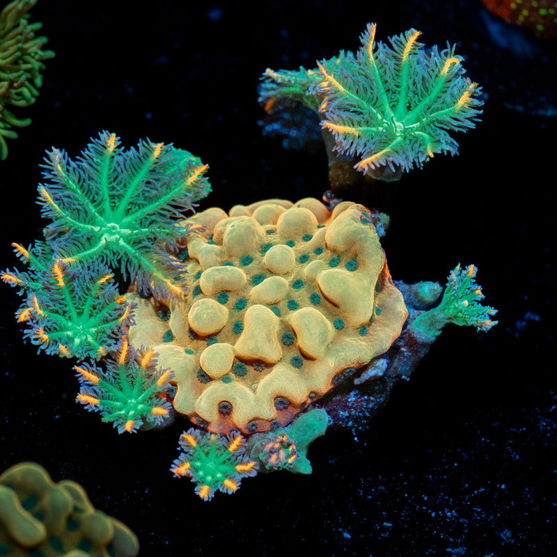 Beach Bum Monti Coral with branching growth in reef aquarium