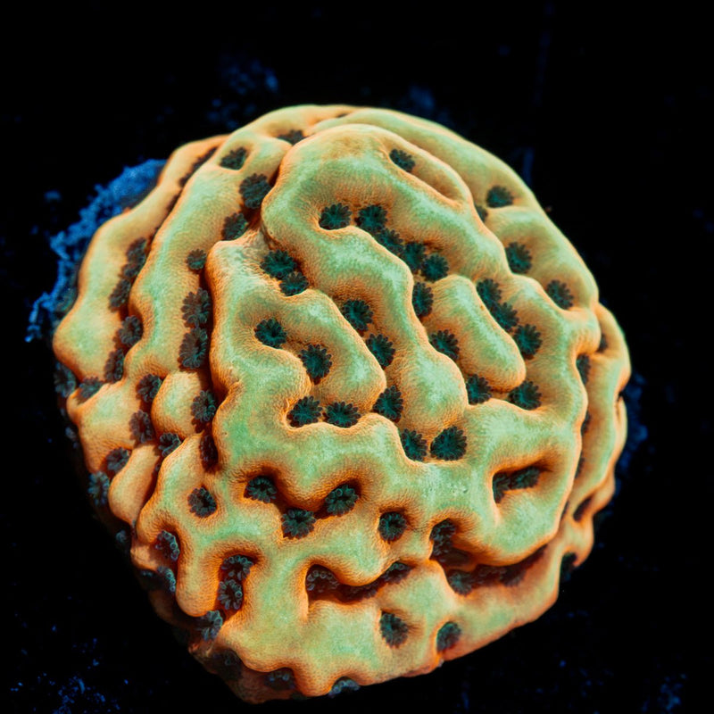 Beach Bum Montipora Coral with branching growth in reef aquarium