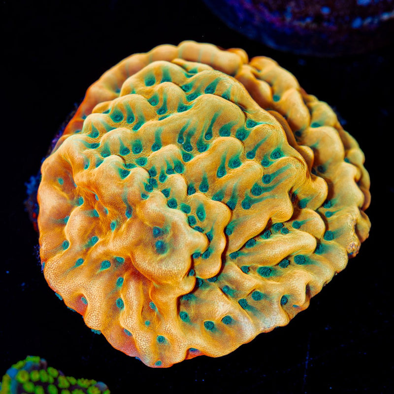 Beach Bum Montipora Coral with branching growth in reef aquarium