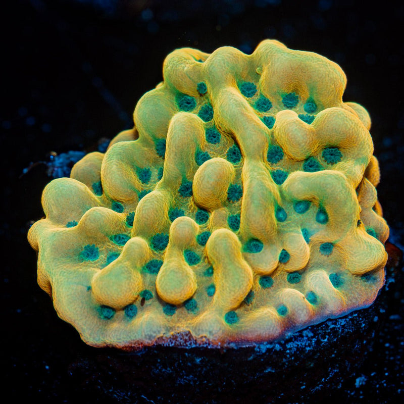 Beach Bum Montipora Coral with branching growth in reef aquarium