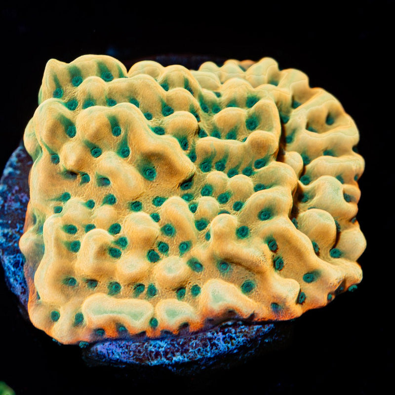 Beach Bum Montipora Coral with branching growth in reef aquarium