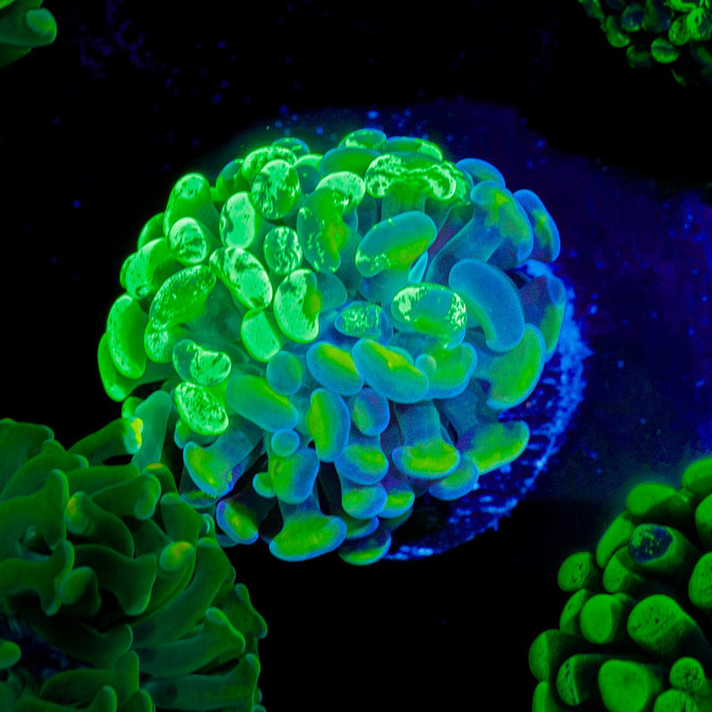 Bi Color Splatter Hammer coral with branching fleshy heads in reef aquarium