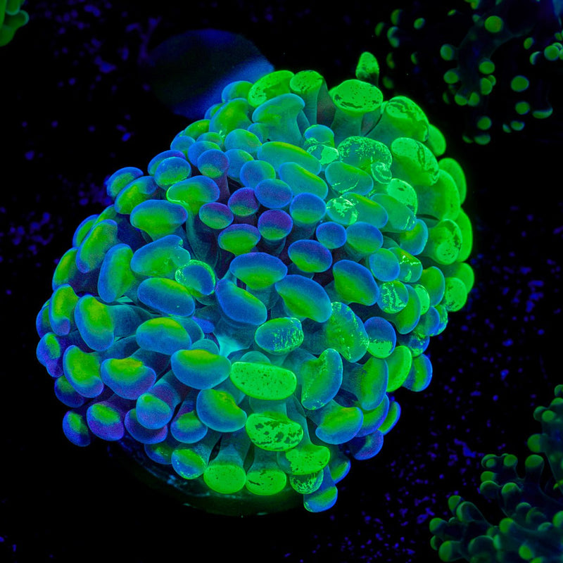 Bi Color Splatter Hammer coral with branching fleshy heads in reef aquarium