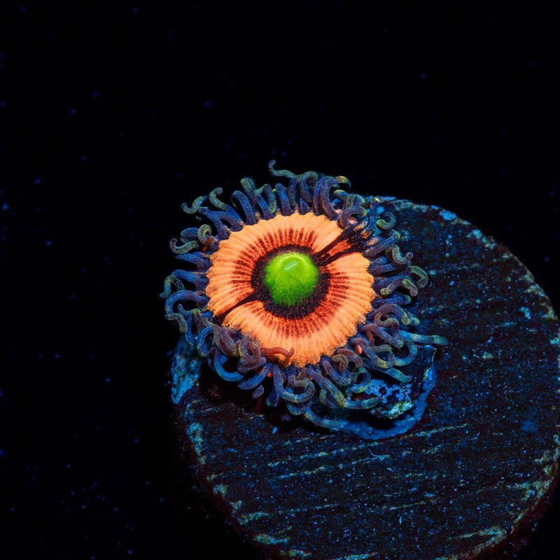 Bimbo Zoanthid coral colony growth in reef aquarium