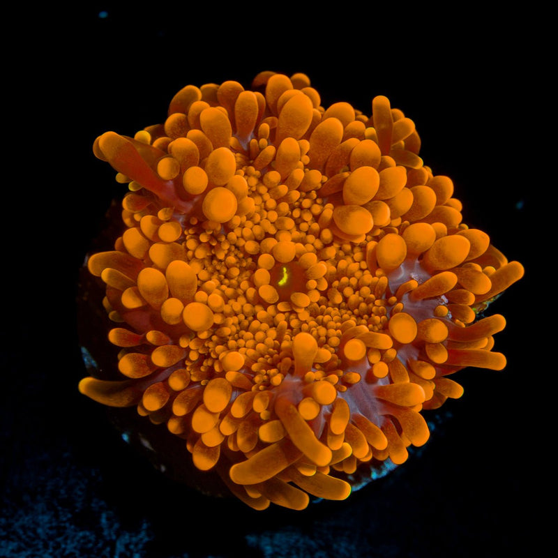 Blazin Saddles Yuma Mushroom Coral with mushroom disc in reef aquarium