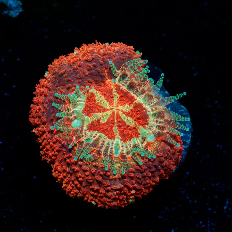 Blood Moon Asian Acan Coral with fleshy polyps in reef aquarium