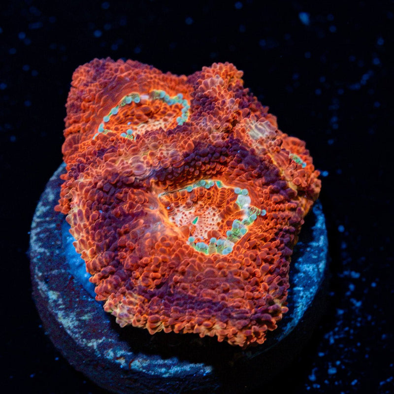 Blood Moon Asian Acan Coral with fleshy polyps in reef aquarium