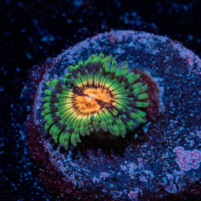 Blood Shots Zoanthid Coral