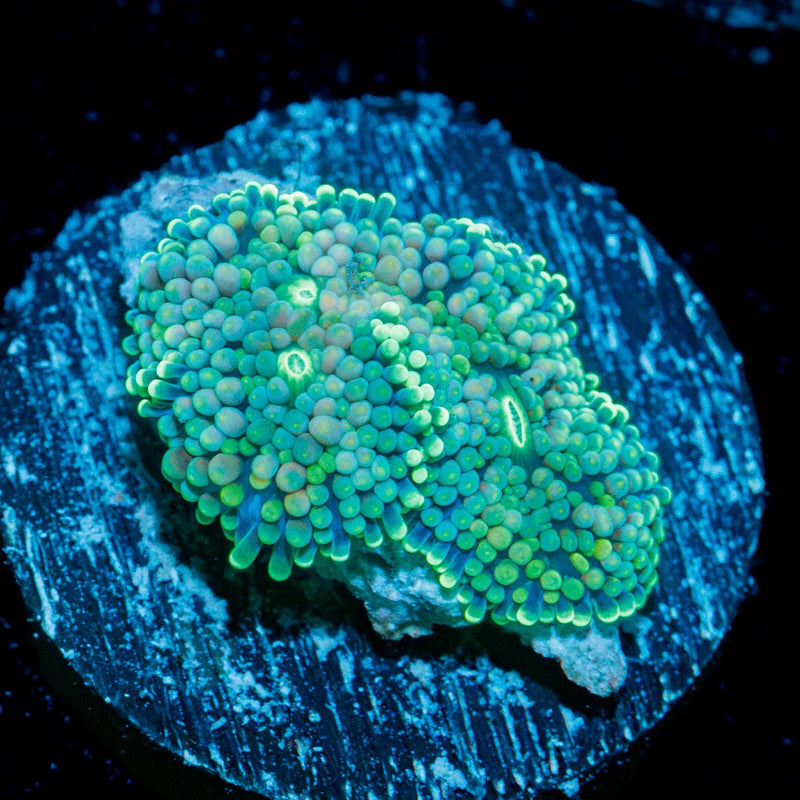 Blue Green Ricordea Mushroom Coral with mushroom disc in reef aquarium