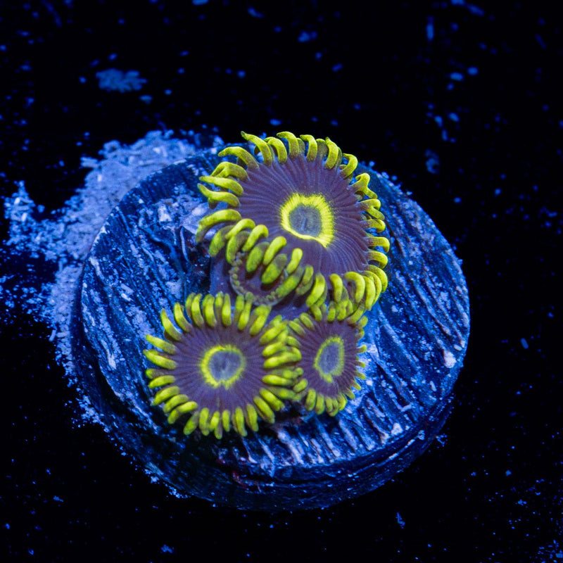 Blue Jay Zoanthid Coral with colony growth in reef aquarium