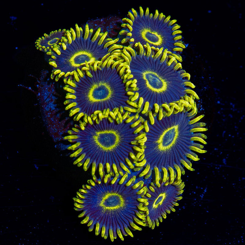 Blue Jay Zoanthid Coral
