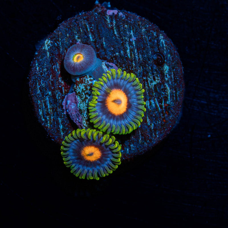 Blue Jays Zoanthid Coral colony growth in reef aquarium