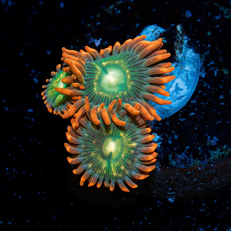 Blueberry Yumyum Zoanthid Coral with colony growth in reef aquarium