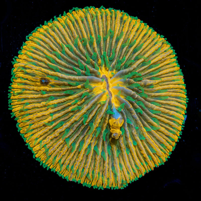 Bright Plate Coral with fleshy open polyp in reef aquarium