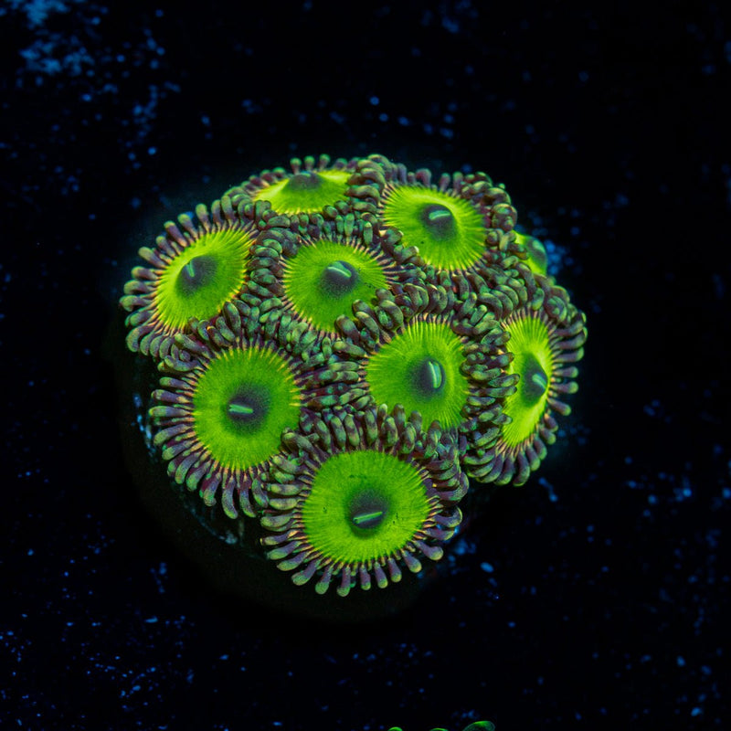 Candy Apple Green Zoanthid Coral