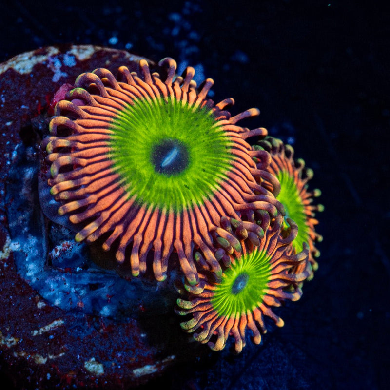 candy Apple pink Zoanthid Coral