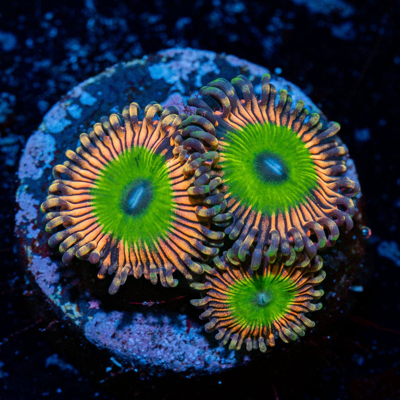 Candy Apple Pink Zoanthid Coral