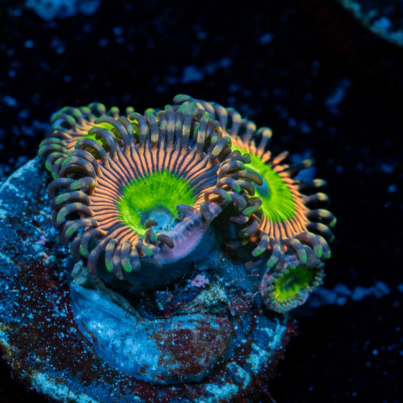 Candy Apple Pink Zoanthid Coral
