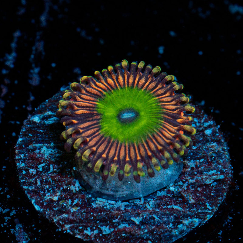 Candy Apple Pink Zoanthid coral colony growth in reef aquarium