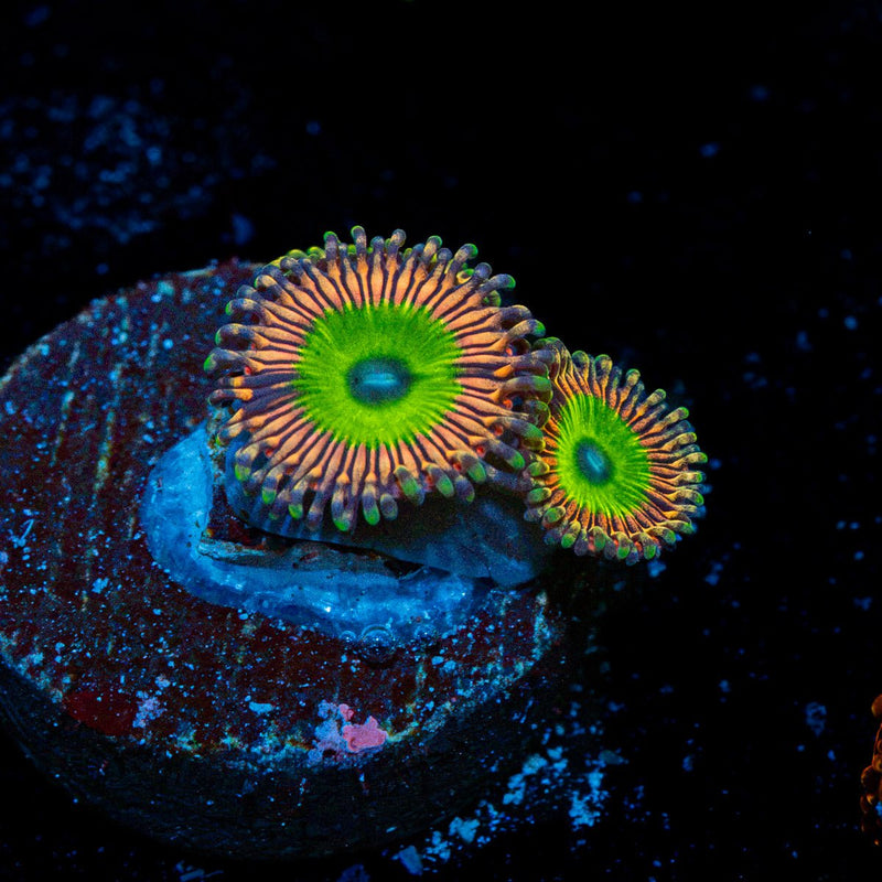 Candy Apple Pink Zoanthid Coral colony growth in reef aquarium