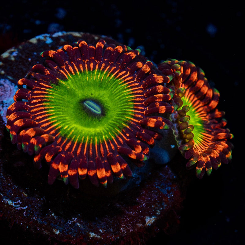 candy apple Red zoanthid Coral