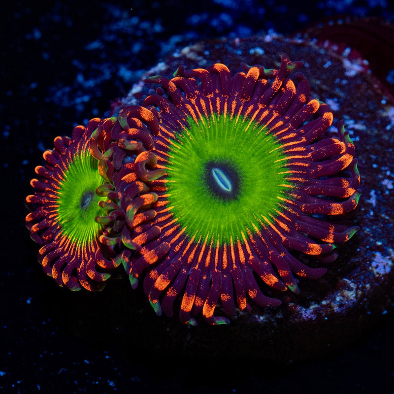 candy apple Red zoanthid Coral