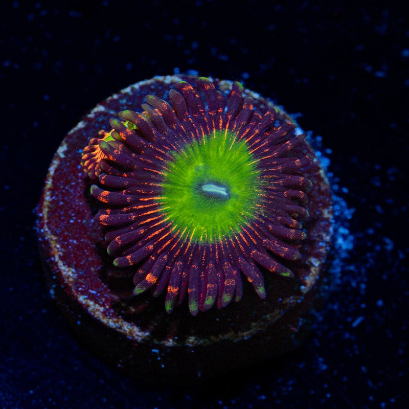 Candy Apple Red Zoanthid Coral colony growth in reef aquarium