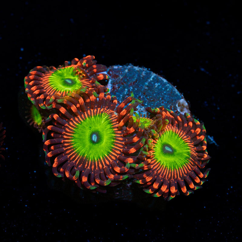 Candy Apple Red Zoanthid Coral colony growth in reef aquarium
