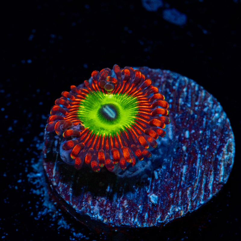 Candy Apple Red Zoanthid Coral colony growth in reef aquarium