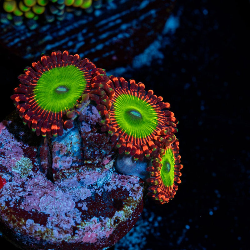 Candy Apple Red Zoanthid Coral with colony growth in reef aquarium
