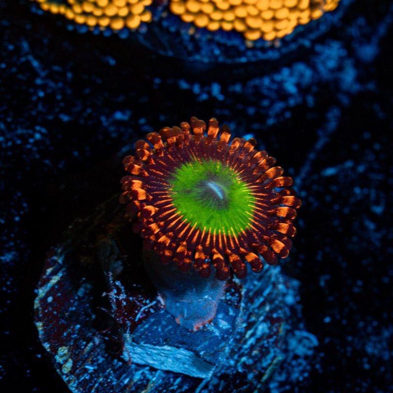 Candy Apple Red Zoanthid Coral colony growth in reef aquarium