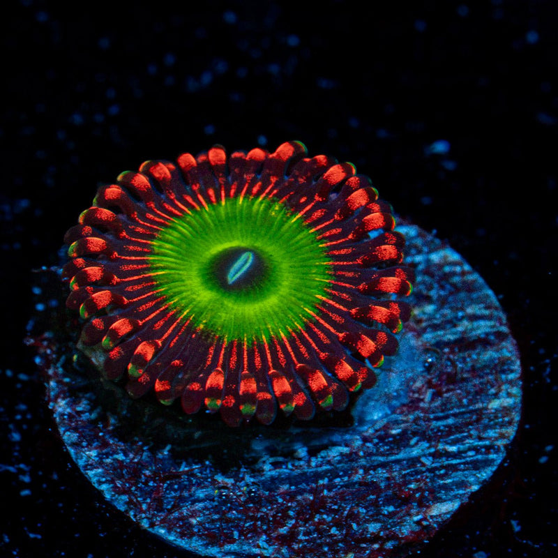 Candy Apple Red Zoanthid Coral with colony growth in reef aquarium