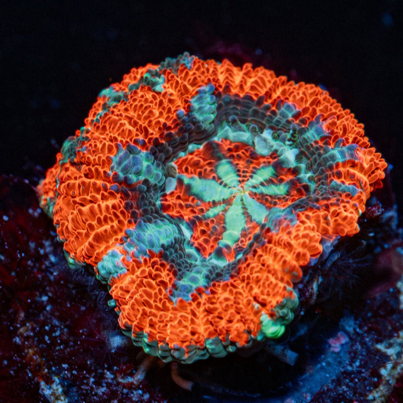 Captain hook Asian Acan Coral