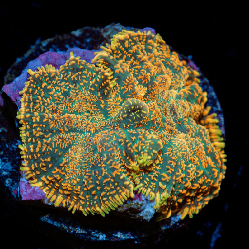 Charmander Rhodactis Mushroom Coral with mushroom disc in reef aquarium