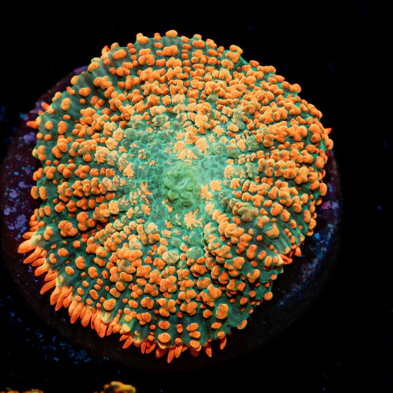 Charmander Rhodactis Mushroom Coral with mushroom disc in reef aquarium