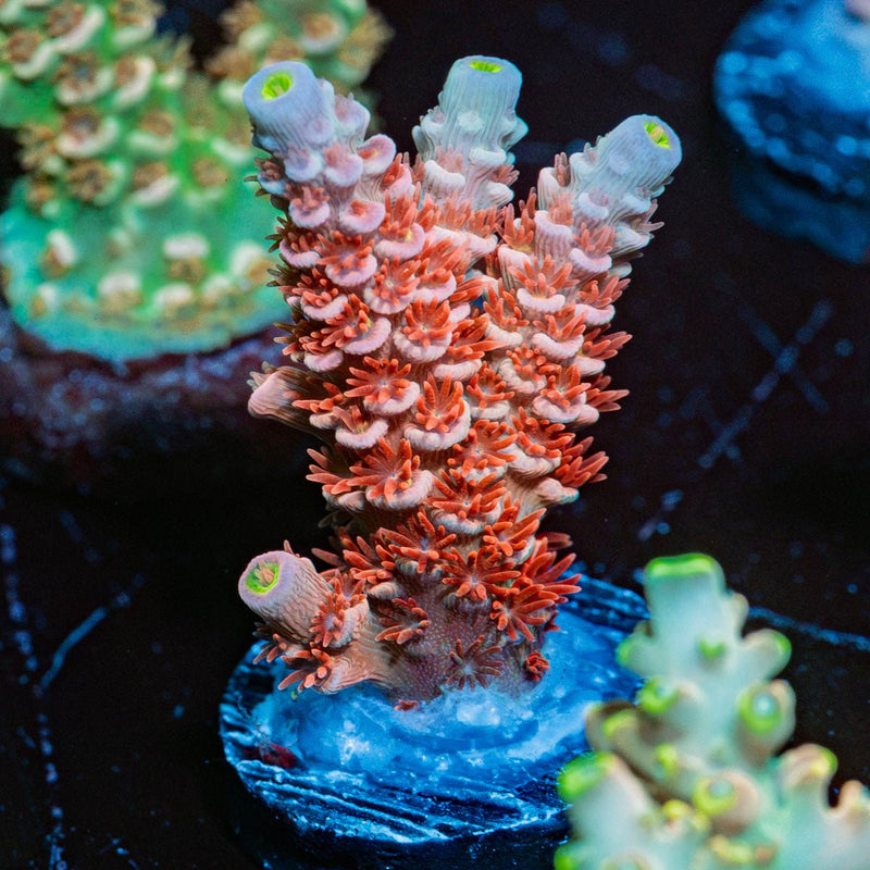 Cherry Bomb Acropora Coral with branching growth in reef aquarium