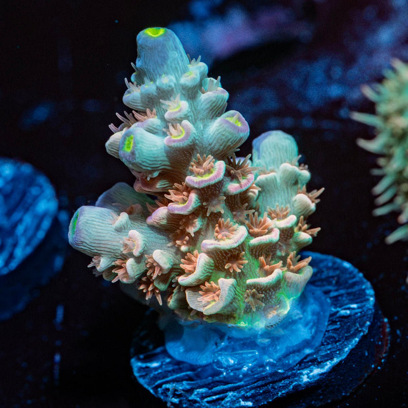 Chevron Acropora Coral with branching growth in reef aquarium
