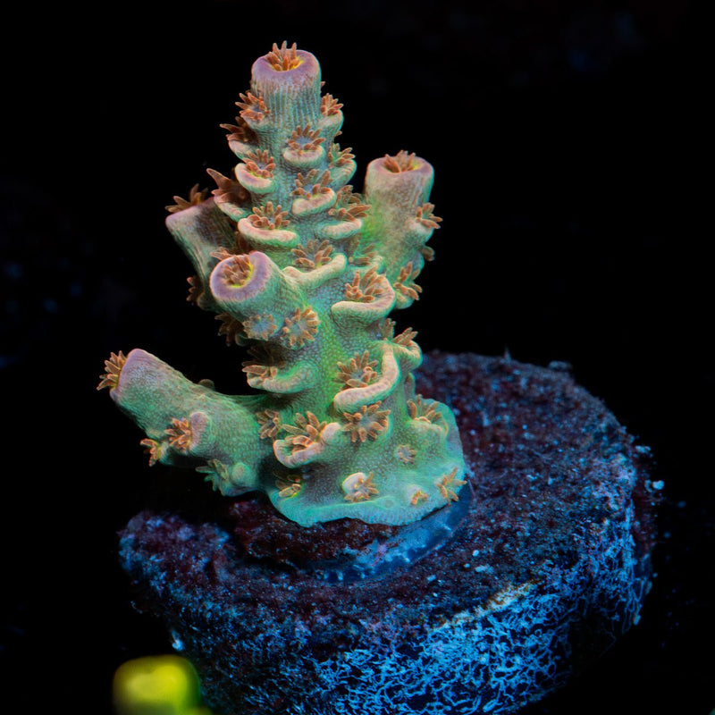 Chevron Acropora Coral with branching growth in reef aquarium
