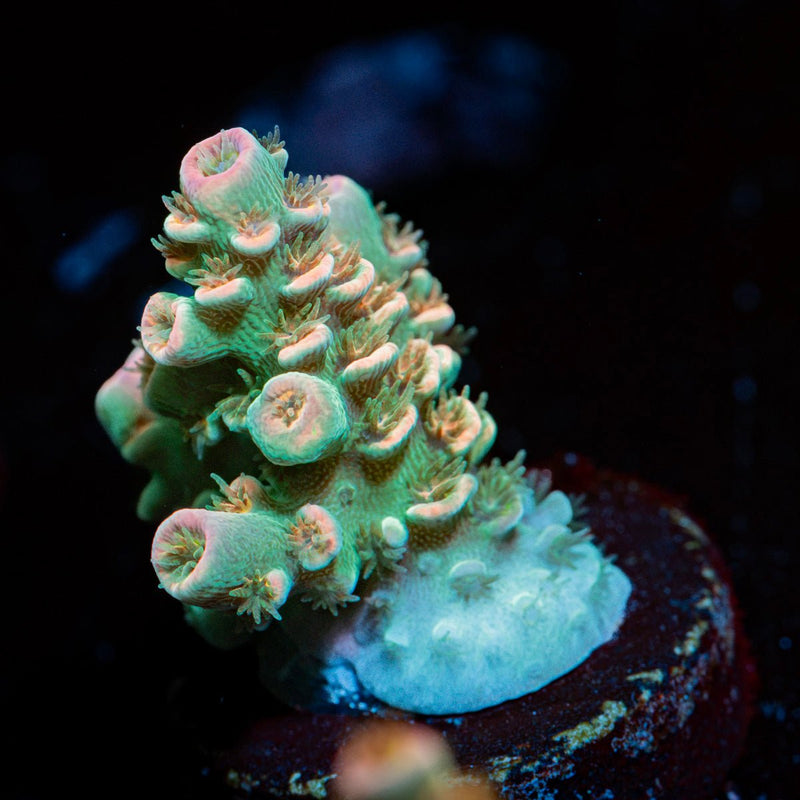 Chevron Acropora Coral with branching growth in reef aquarium