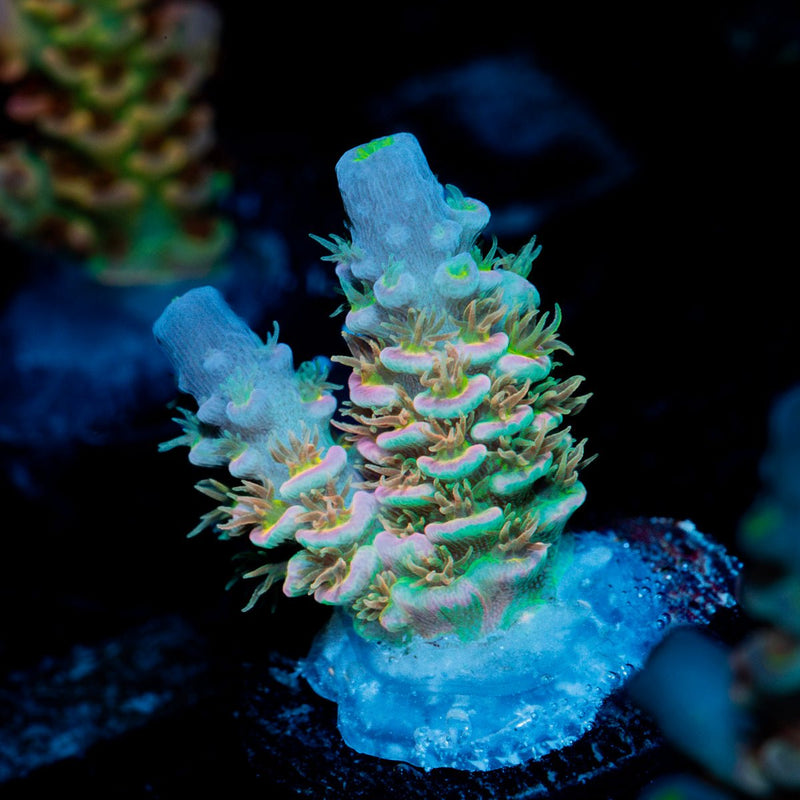 Chevron Tenuis Acropora Coral
