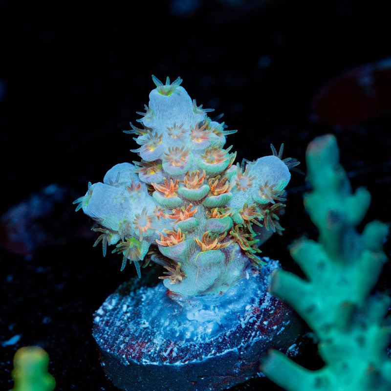 Chevron Tenuis Acropora Coral
