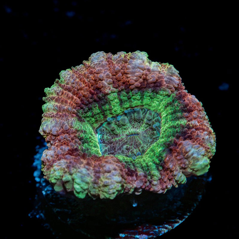 Chomper Asian acan coral with fleshy polyps in reef aquarium