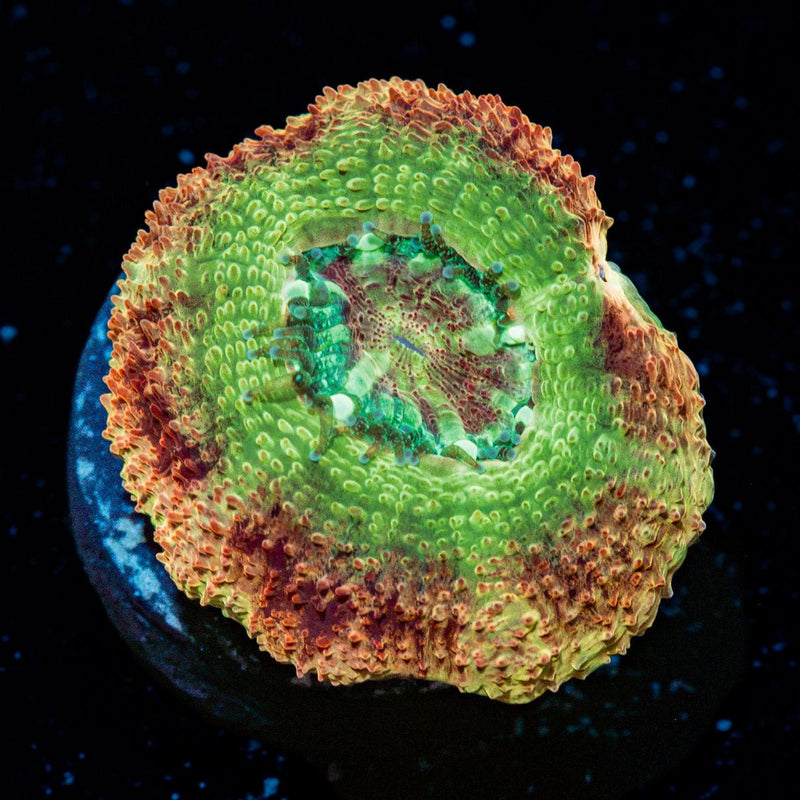 Chopper's Asian Acan Coral with fleshy polyps in reef aquarium