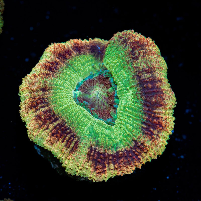 Chopper's Asian Acan Coral